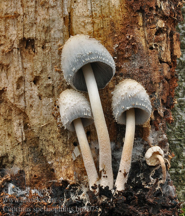 Coprinus spelaiophilus Coprinopsis Hnojník dutinový Hul-blækhat