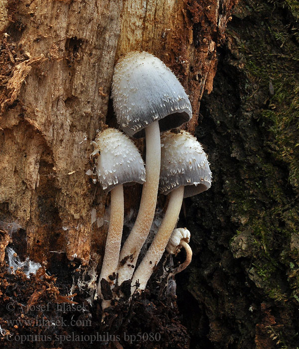 Coprinus spelaiophilus Coprinopsis Hul-blækhat