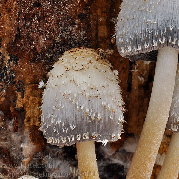 Coprinus spelaiophilus Hnojník trvanlivý