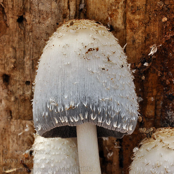 Coprinus spelaiophilus Baumhöhlen-Tintling