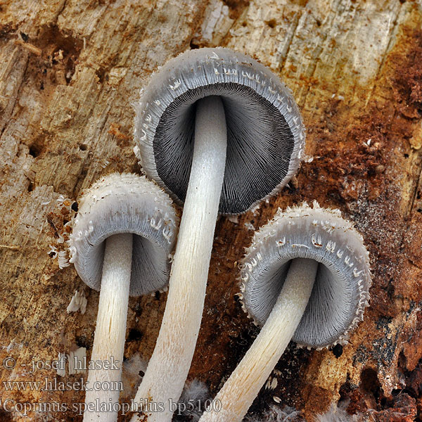 Coprinus spelaiophilus bp5100