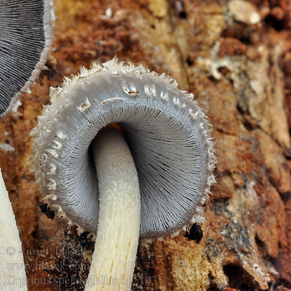 Coprinus spelaiophilus Hnojník dutinový