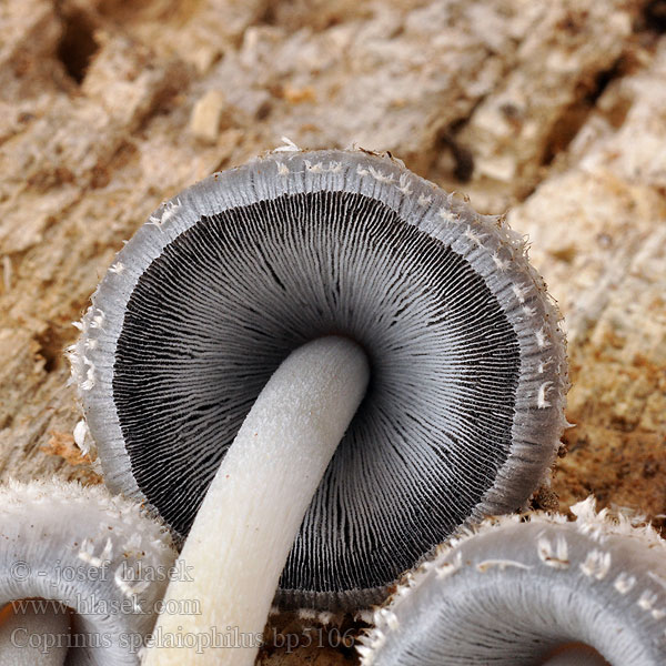 Coprinus spelaiophilus bp5106