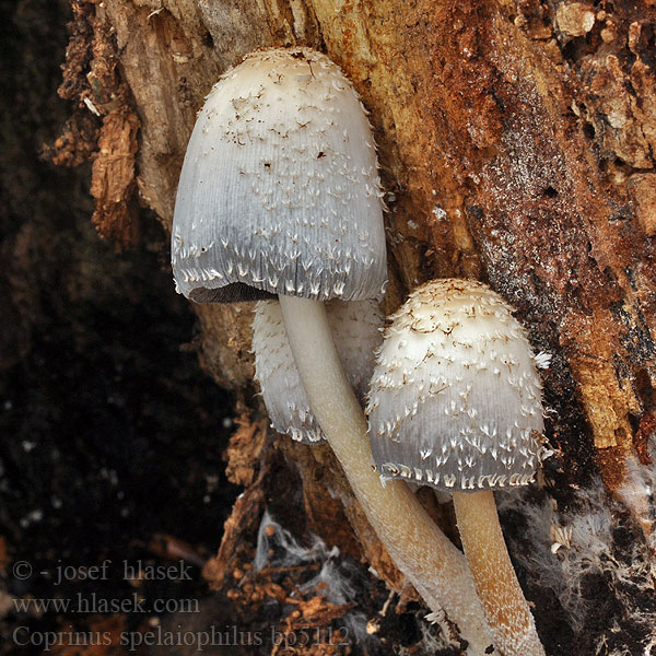 Hnojník dutinový Coprinus spelaiophilus