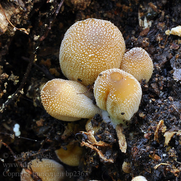 Coprinus truncorum Hnojník kmenový Weidentintling Gladstelige Glimmerinktzwam