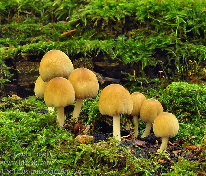 Coprinus truncorum bp2366