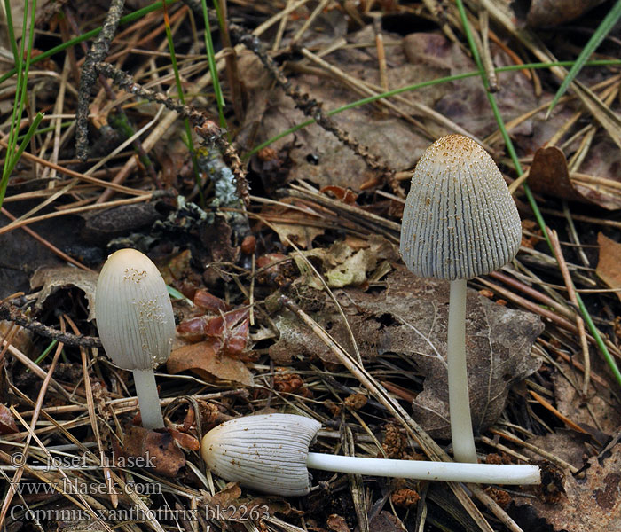 Coprinus xanthothrix Coprinellus Hnojník žlutochlupý