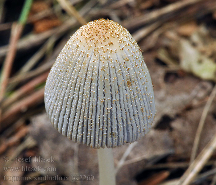 Coprinus_xanthothrix_bk2269