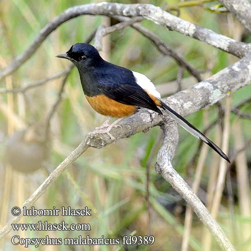 Copsychus malabaricus Šáma belořitný bělořitná Schama Schamadrossel White-rumped Shama Merlo Shama Mirlo Shama Hindú Culiblanco Shama croupion blanc アカハラシキチョウ Белопоясничный шама-дрозд 白腰鵲鴝 白腰鹊鸲 Shamadrossel Hohtoharakkarastas huiluharakkatasku Kucica hutan Burung Murai Hutan Murai Rimba Shamalijster Arieshama Schamatrost Sroczek białorzytny Šáma trojfarebná นกกางเขนดง Chích choè lửa