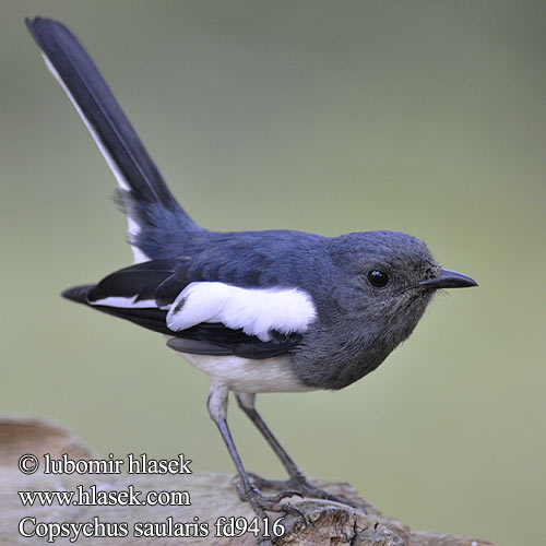 Copsychus saularis Šáma stračí Dajal Dajaldrossel Asian Magpie Robin Shama Oriental Dyal Indes Merle dhyal Merlo gazza Pettirosso gazza orientale  シキチョウ Сорочья славка 鵲鴝 鹊鸲 Dayal Dayaldrossel Harakkarastas harakkatasku Kucica Kampung Burung Murai Cerang Dayatrost Orientskjæreskvett Dajal indyjski sroczek zmienny Šáma čiernohlavá stračia Skatnäktergal นกกางเขนบ้าน Chích choè