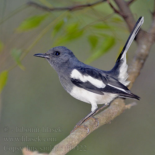 Asian Magpie Robin Shama Oriental Dyal Indes Merle dhyal Merlo gazza Pettirosso gazza orientale  シキチョウ Сорочья славка 鵲鴝 鹊鸲 Dayal Dayaldrossel Harakkarastas harakkatasku Kucica Kampung Burung Murai Cerang Dayatrost Orientskjæreskvett Dajal indyjski sroczek zmienny Šáma čiernohlavá stračia Skatnäktergal นกกางเขนบ้าน Chích choè Copsychus saularis Šáma stračí Dajal Dajaldrossel