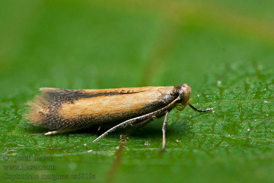 Coptotriche marginea