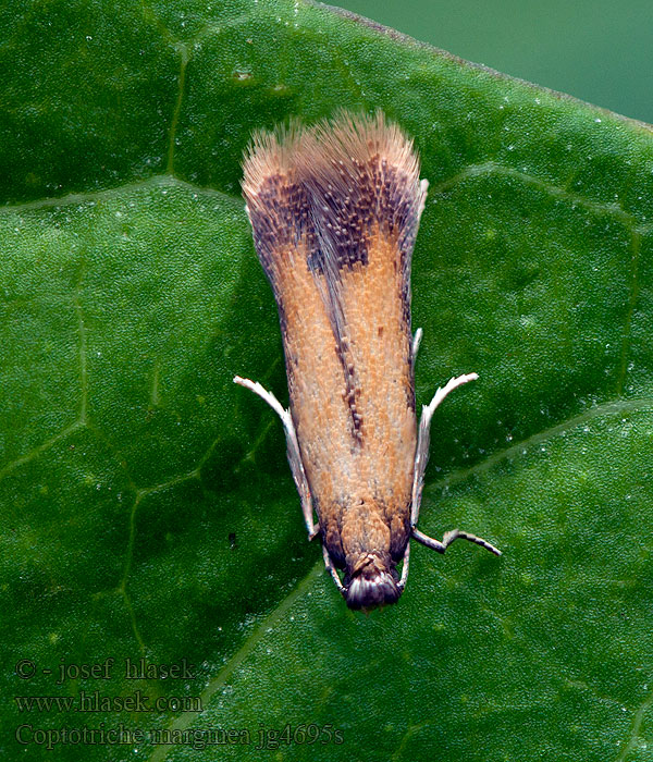 Coptotriche marginea