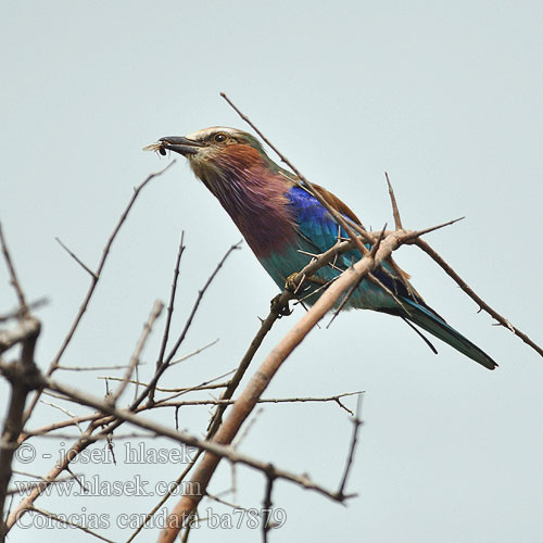 Coracias caudata ba7879