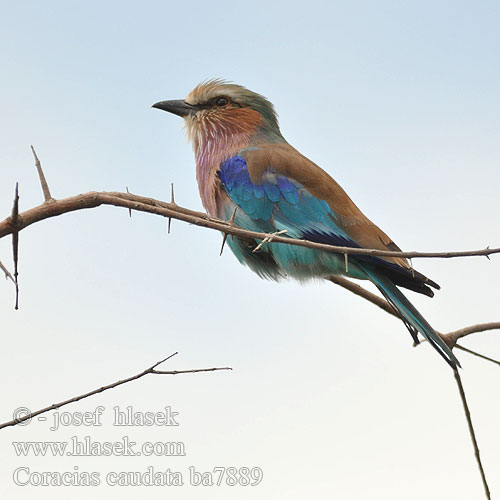 Coracias caudata ba7889