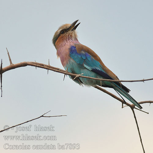 Pembe-göğüslü Gökkuzgun Coracias caudata caudatus Lilac-breasted