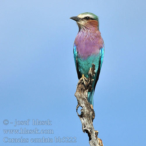 Coracias caudata caudatus Lilac-breasted Lilacbreasted Roller