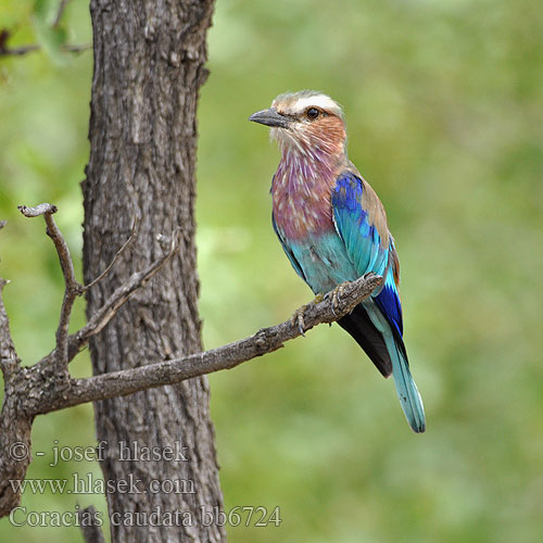 Lilac-breasted Lilacbreasted Roller Lillabrystet Ellekrage Säihkynärhi savannisininärhi