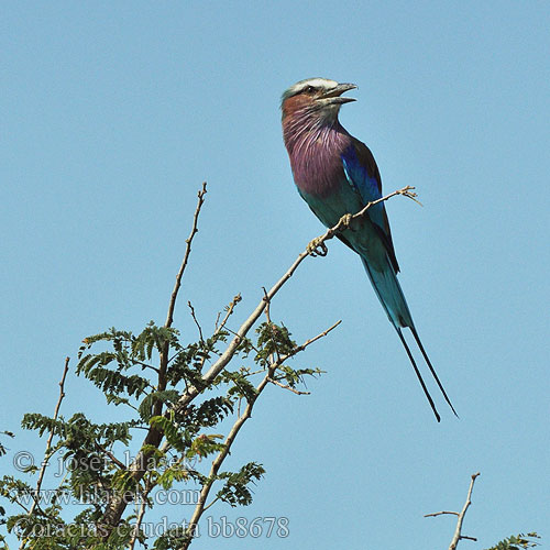 Coracias caudata bb8678