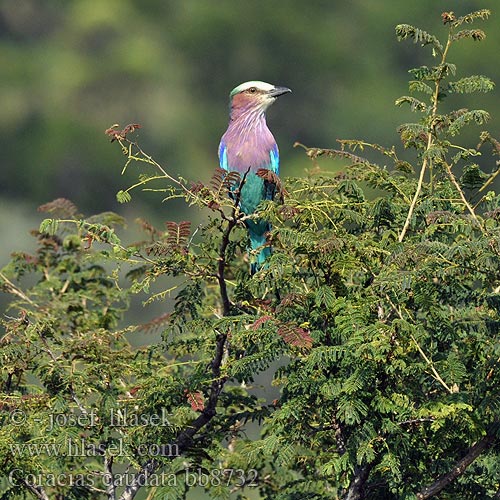 Coracias caudata bb8732