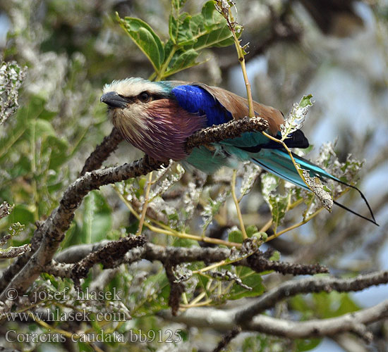 Coracias caudata bb9125