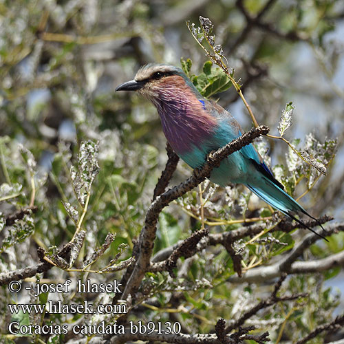 Coracias caudata bb9130