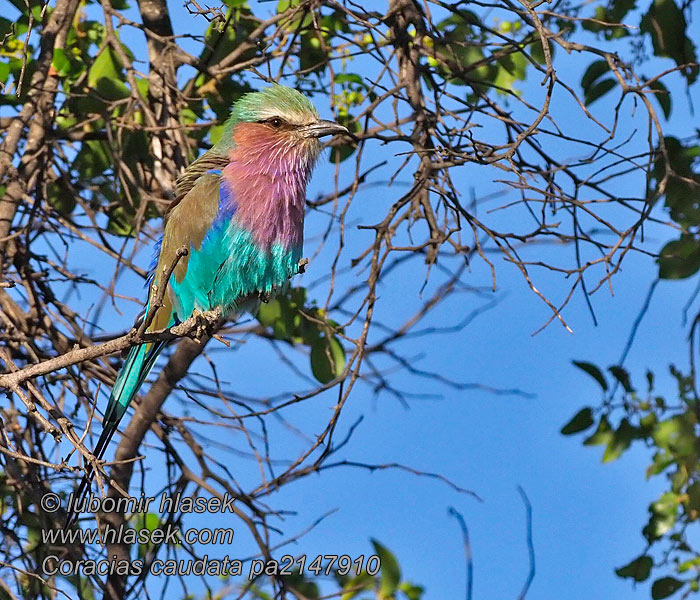 Coracias caudatus