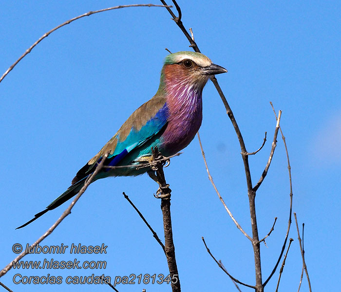 Coracias caudatus