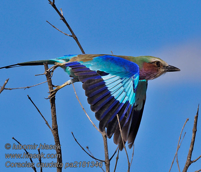 Coracias caudatus