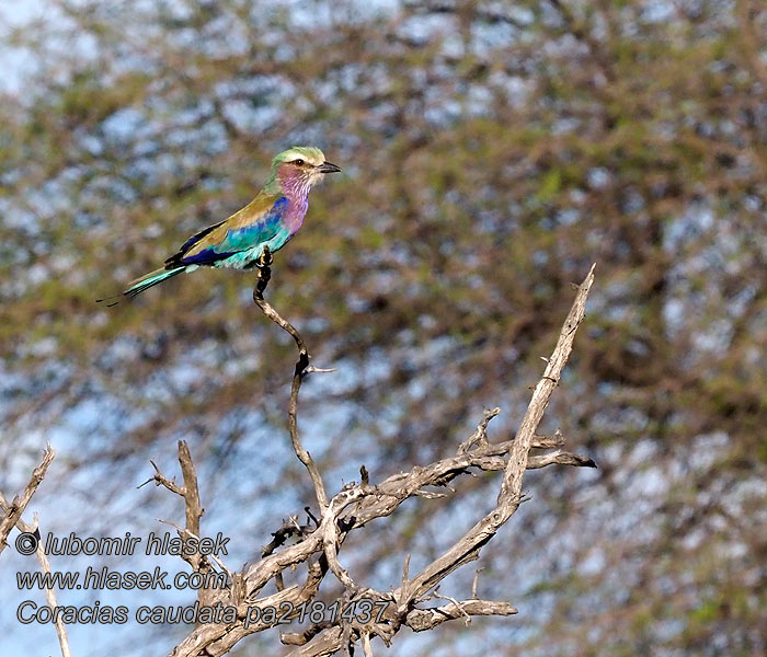 Coracias caudatus