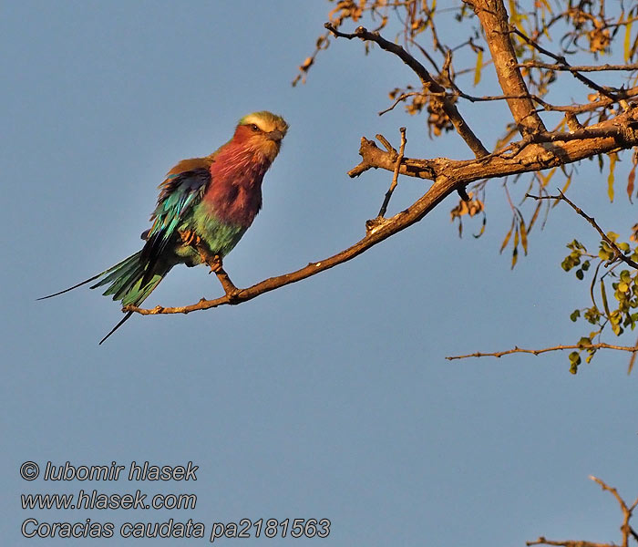 Coracias caudatus