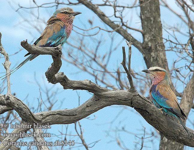 Coracias caudatus db5145