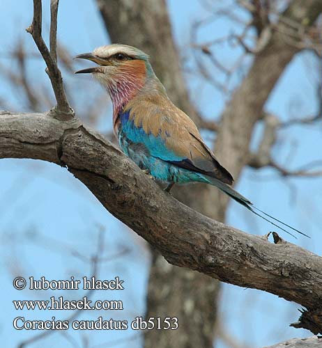 Gewone Troupant ライラックニシブッポウソウ Вилохвостая сизоворонка Rolieiro-de-peito-lilas Pembe-göğüslü Gökkuzgun Coracias caudata caudatus Lilac-breasted Lilacbreasted Roller Lillabrystet Ellekrage Säihkynärhi savannisininärhi Rollier longs brins Afrikaanse scharrelaar Vorkstaart scharrelaar vorkstaartscharrelaar Ghiandaia Marina Pettolillà Petto lilla Villásfarkú szalakóta Gabelracke Kraska liliowopiersna Mandelík fialovoprsý Carraca lila Lilabröstad blåkråka