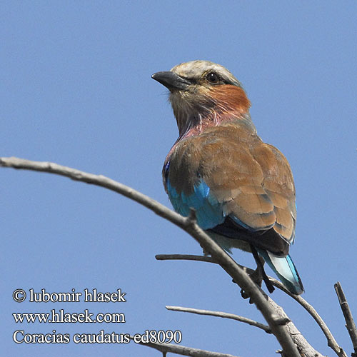 Coracias caudatus ed8090