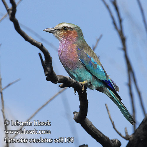 Coracias caudatus ed8108