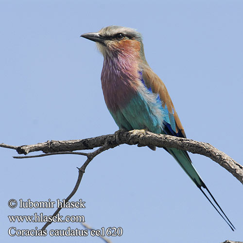 Coracias caudatus ee1620