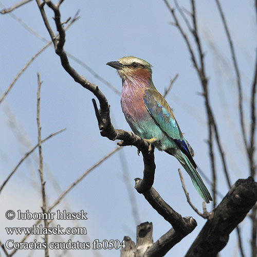 Coracias caudatus fb0504