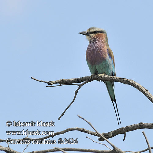 Mandelík fialovoprsý Carraca lila Lilabröstad blåkråka Gewone Troupant ライラックニシブッポウソウ  Pembe-göğüslü Gökkuzgun Coracias caudata caudatus Lilac-breasted Lilacbreasted Roller Lillabrystet Ellekrage Säihkynärhi savannisininärhi Rollier longs brins Afrikaanse scharrelaar Vorkstaart scharrelaar vorkstaartscharrelaar Ghiandaia Marina Pettolillà Petto lilla Villásfarkú szalakóta Gabelracke Kraska liliowopiersna