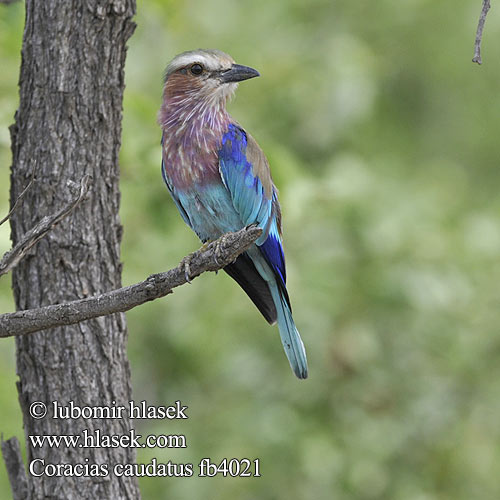 Carraca lila Lilabröstad blåkråka Gewone Troupant ライラックニシブッポウソウ  Pembe-göğüslü Gökkuzgun Coracias caudata caudatus Lilac-breasted Lilacbreasted Roller Lillabrystet Ellekrage Säihkynärhi savannisininärhi Rollier longs brins Afrikaanse scharrelaar Vorkstaart scharrelaar vorkstaartscharrelaar Ghiandaia Marina Pettolillà Petto lilla Villásfarkú szalakóta Gabelracke Kraska liliowopiersna Mandelík fialovoprsý