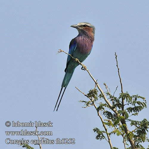 ライラックニシブッポウソウ Вилохвостая сизоворонка Rolieiro-de-peito-lilas Pembe-göğüslü Gökkuzgun Coracias caudata caudatus Lilac-breasted Lilacbreasted Roller Lillabrystet Ellekrage Säihkynärhi savannisininärhi Rollier longs brins Afrikaanse scharrelaar Vorkstaart scharrelaar vorkstaartscharrelaar Ghiandaia Marina Pettolillà Petto lilla Villásfarkú szalakóta Gabelracke Kraska liliowopiersna Mandelík fialovoprsý Carraca lila Lilabröstad blåkråka Gewone Troupant