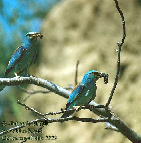 Coracias garrulus 2229