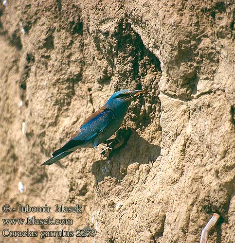 Coracias garrulus 2259