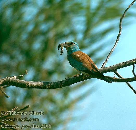 Coracias garrulus 2268