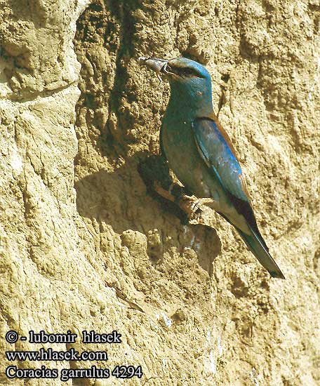 Coracias garrulus 4294