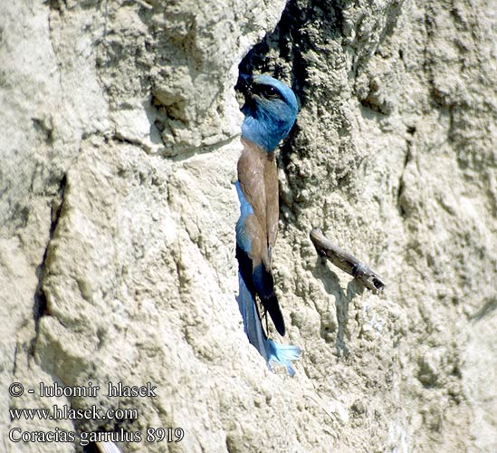 Coracias garrulus 8919