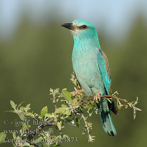 Coracias garrulus ae3873