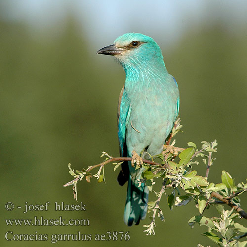 Coracias garrulus ae3876