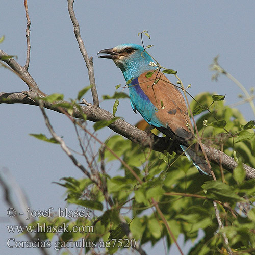 Coracias garrulus ae7520