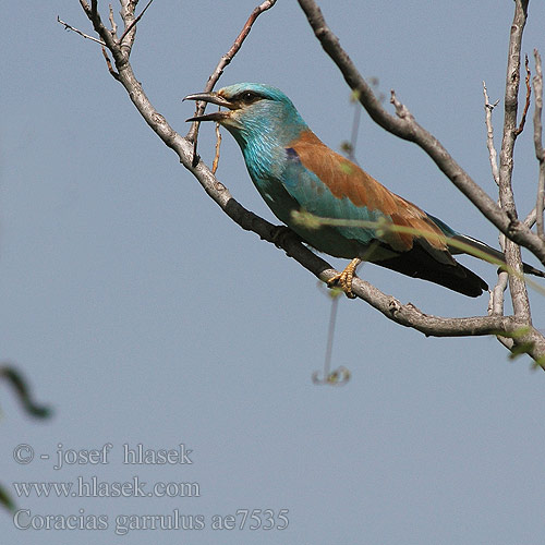 Coracias garrulus ae7535