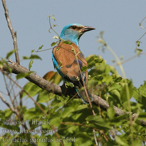 Coracias garrulus ae7561